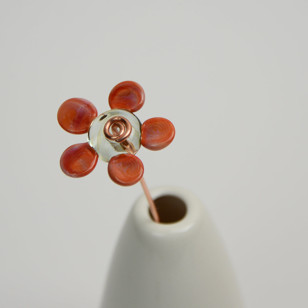 Coral Daisy, Single Stem