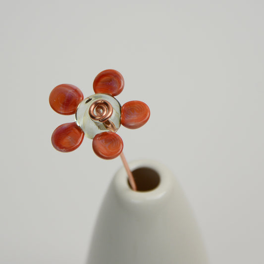 Coral Daisy, Single Stem