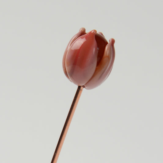 Coral Tulip, Single Stem