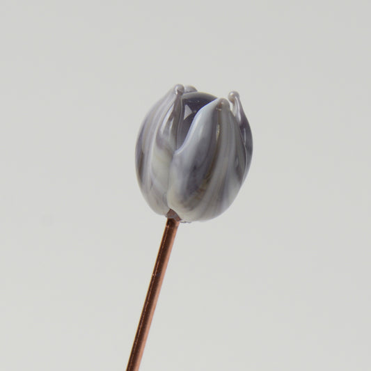 Streaky Purple Tulip, Single Stem